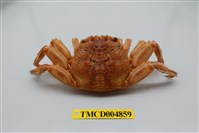 藏品(鱗形斜紋蟹)的圖片